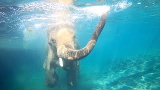 Asian Elephant Samudra Makes A Sunny Splash [upl. by Tnert728]