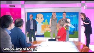 Vêtements pour chien  France 2 [upl. by Ezzo196]