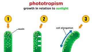 Mechanisms of Plant Growth [upl. by Altis]