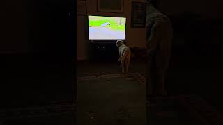 Goldador dog Elvis watching himself on Youtube [upl. by Creamer]