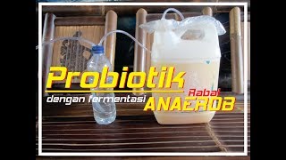 Tips MEMBUAT PROBIOTIK UNTUK IKAN LELE [upl. by Nniuqal]