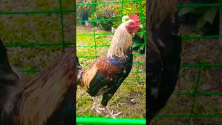 senyaladong hennie music rooster chicken [upl. by Daphna]