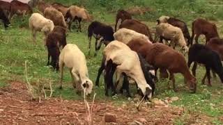 Goat Sounds Goats screaming 🐐 grazing grass videosg [upl. by Julita]