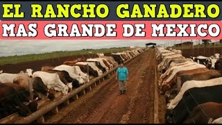 El Rancho ganadero mas grande de México [upl. by Walling725]