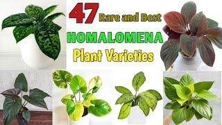 47 Rare HOMALOMENA Queen of Hearts Species  Homalomena Plant Varieties  Plant and Planting [upl. by Faria851]