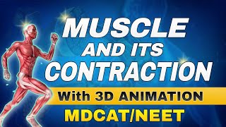 MUSCLE AND ITS CONTRACTION with 3D ANIMATION Best Lecture for MDCAT 2025 [upl. by Frankel988]