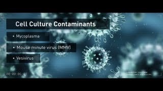 Cell Culture Contaminants Mycoplasma and Viruses [upl. by Ardnekat969]