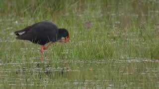 Ringed Western Swamphen Not Happy with the Ring [upl. by Coy551]