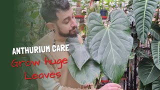 Anthurium Care  Grow big leaves Fast  Grow Anthuriums Fast [upl. by Nemajneb]