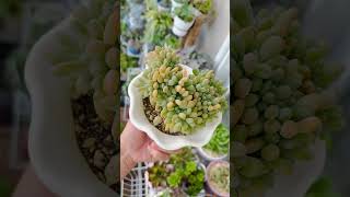 graptopetalum amethystinum cristata  rare succulent  succulent lovers  yt shorts [upl. by Novj466]