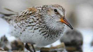 Voices Whiterumped Sandpiper [upl. by Aidan]