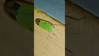 Green Leafhopper Rice Pest Tiny Insect Closeup view insects [upl. by Alabaster]