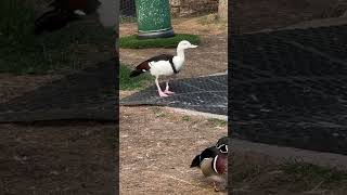 Blackbacked shelduckBirdSpecies Ducksduckside birdwatchinglife BirdLover [upl. by Jennings335]