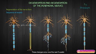 Degeneration And Regeneration Of Peripheral Nerves [upl. by Himelman]