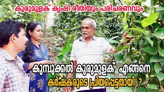 കുമ്പുക്കൽ കുരുമുളക് കൃഷി കൂടുതൽ വരുമാനം നേടാം Kumbukkal Pepper Farming in Malayalam [upl. by Kerat]