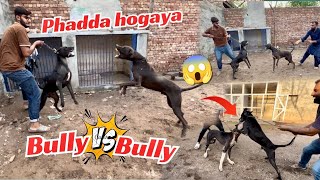 Black Bully Dog Sy Bully Dog Max Ka Phadda Hogya😱 [upl. by Inaflahk]