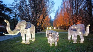 Zoolights 2021 in Rostock  Leuchttiere und Lichtinstallationen [upl. by Hilliary]