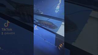 live feeding parachromis dovii fishtank cichlid [upl. by Plafker]