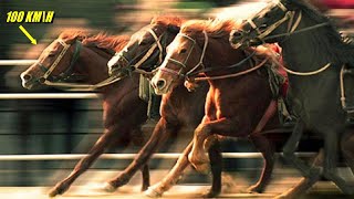 The Fastest Horses In The World The Insane Speed of Horses [upl. by Chrisman909]