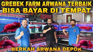 REVIEW FARM IKAN ARWANA TERBAIK BERKUALITAS BERKAH ARWANA DEPOK [upl. by Hopfinger]