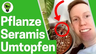 Pflanzen Umtopfen ✅ TOP ANLEITUNG Trauermücken Bekämpfen mit Hydrokultur amp Seramis Zimmerpflanzen [upl. by Areid594]