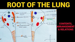 Root of the Lung  Lungs Anatomy  EOMS [upl. by Acie]