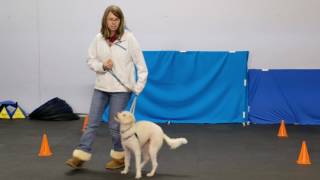 Dog Training Heeling Games [upl. by Alcina]