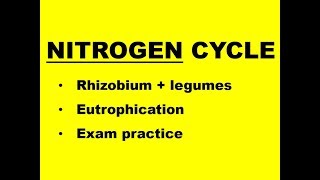 THE NITROGEN CYCLE  fertilisers eutrophication exam practice [upl. by Ycrem]