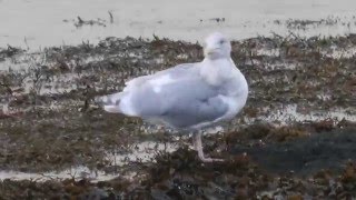 Glaucouswinged Gull Castletownbere 03012016 [upl. by Fadiman]