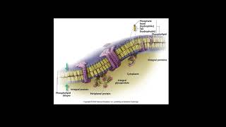 National 5 Biology  Transport Part 1 Unit 1 KA2 [upl. by Eehsar]