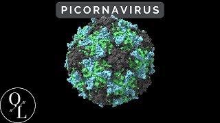 10 Picornavirus Poliovirus Enterovirus Rinhovirus Hepatitis A [upl. by Maher80]