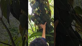 Philodendron Micans twoway of growing easyway Suscribe [upl. by Cicily404]