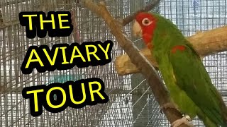 AVIARY TOUR  Part 1 The BIG Conures and Amazon Parrots [upl. by Thurnau]