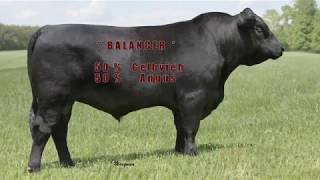 Journey E1702  A Registered Balancer GelbviehAngus Hybrid Bull [upl. by Azaleah]