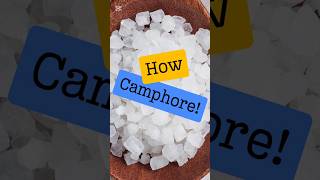 How is Camphor Made  The Journey from Tree to Remedy [upl. by Benedetto]