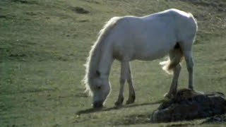 Breeding Connemara Ponies Ireland 1971 [upl. by Ramma]