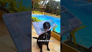 O cachorro 🐕 precisa de dinheiro 💰 comedia explore memes humor shorts [upl. by Akemyt794]