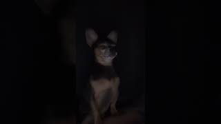 My howling boy dog chihuahuapuppy puppy animals jokes cute chihuahuapuppy shorts [upl. by Ssegrub]