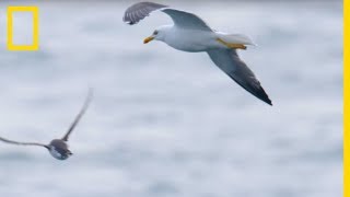 Ces goélands partent à lattaque de petits guillemots [upl. by Nnayrb]