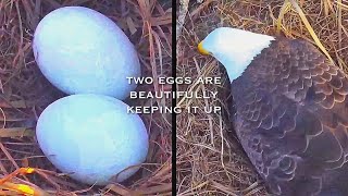 11🦅SWFL Eagle Nest／Nov132024／Southwest Florida Eagle Cam [upl. by Ezarras]