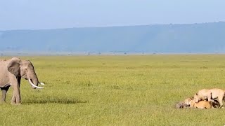 Lions snatch an elephant calf when the mother was not looking pt 1 [upl. by Tanberg322]