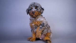 Introducing the Miniature Poodles [upl. by Schwab]