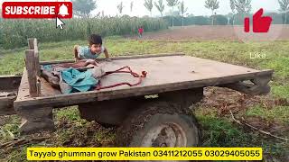 baajry ki kataaiTayyab ghumman grow Pakistan [upl. by Christmann171]