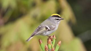 Goldencrowned Kinglet by Garth McElroy [upl. by Erin]