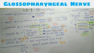 Glossopharyngeal Nerve  Part 1  9th Cranial Nerve  Chart  TCML [upl. by Ahsilem]