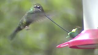 Swordbilled Hummingbird [upl. by Maxi]