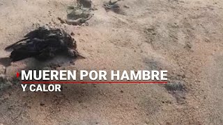 MUERTAS DE CALOR  Cientos de aves en Puerto Escondido mueren por hambre provocada por ola de calor [upl. by Moria946]