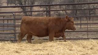 Lot 13  2024 PHG Princesses of the Prairie  Gelbvieh Female Sale [upl. by Arracat]