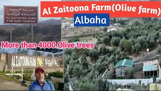 Alzaitouna Farm  Olive farm  Albaha  More than 4000 Olive trees  Birds amp Strawberries olive [upl. by Josias]