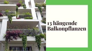 13 hängende Balkonpflanzen  Die schönsten Arten für Balkon und Terrasse [upl. by Darahs118]